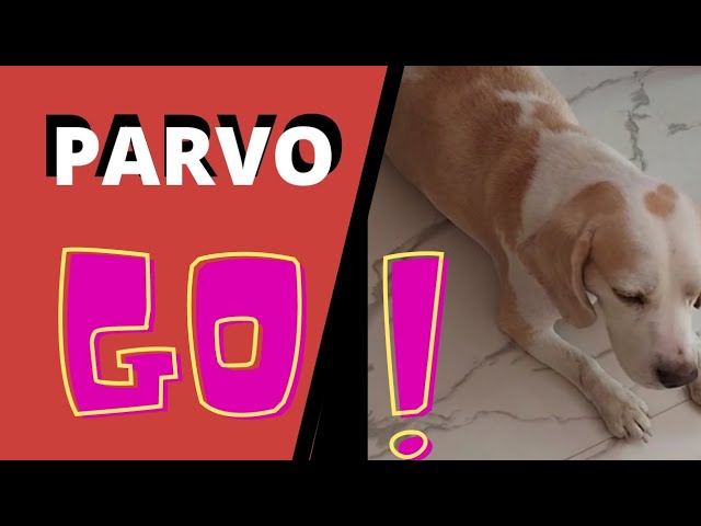 Parvo Homeopathy Medication For Puppies   Ramawat Dog care