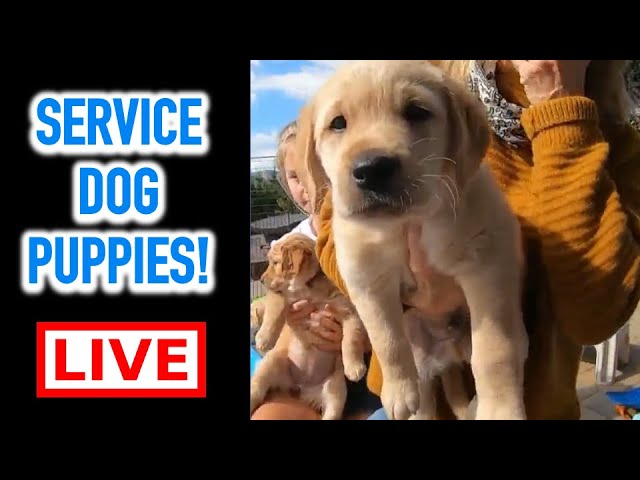 LIVE PUPPY CAM! Special Guests – Golden Retriever / Labrador Service Dog Puppies!