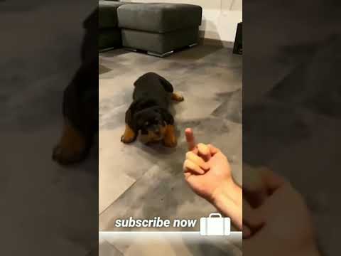middle finger dog reaction cutest dog in the world #cut #cutebaby #shorts #funny #abhizarat