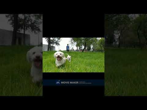 Dog Training #Shorts #ShortVideos #training #funnyshorts #whatsappstatus #shortsfeed #Viralshorts