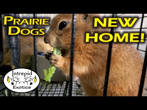 Prairie Dog Care and New Enclosure
