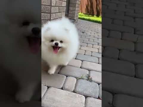 #shorts | cute small puppies funny moments |pomerian dog #small_dog #cute_dog #trending #Pomeranian