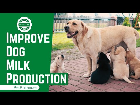 Best Ways To Improve Dog Milk Production ! Dog Health Tips ! Pet Care