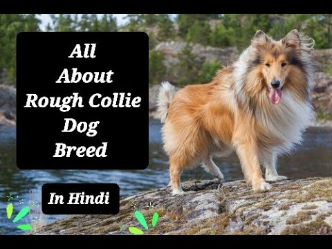 All About Rough Collie Dog Breed (Hindi)