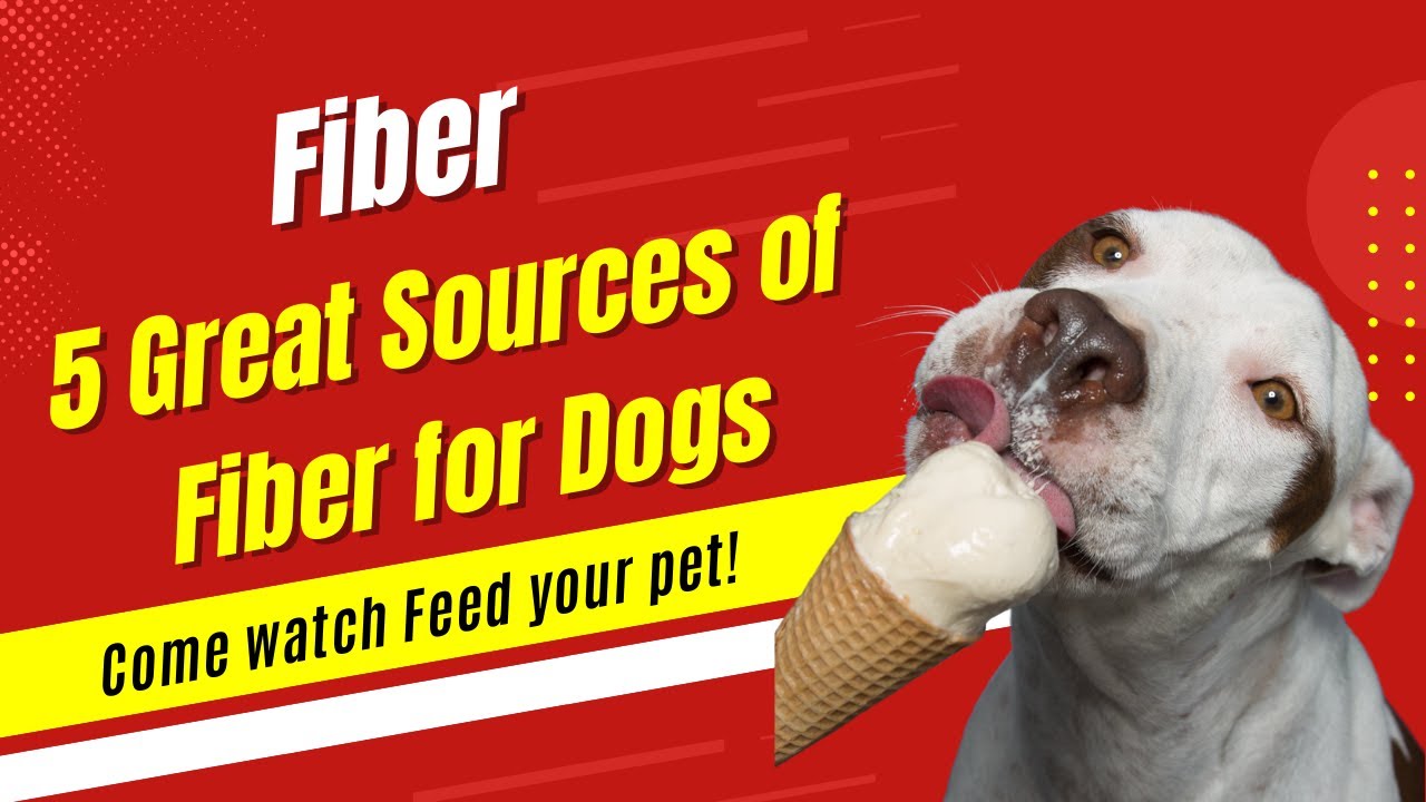 An Important Conversation About 5 Great Sources of Fiber for Dogs | Dog show