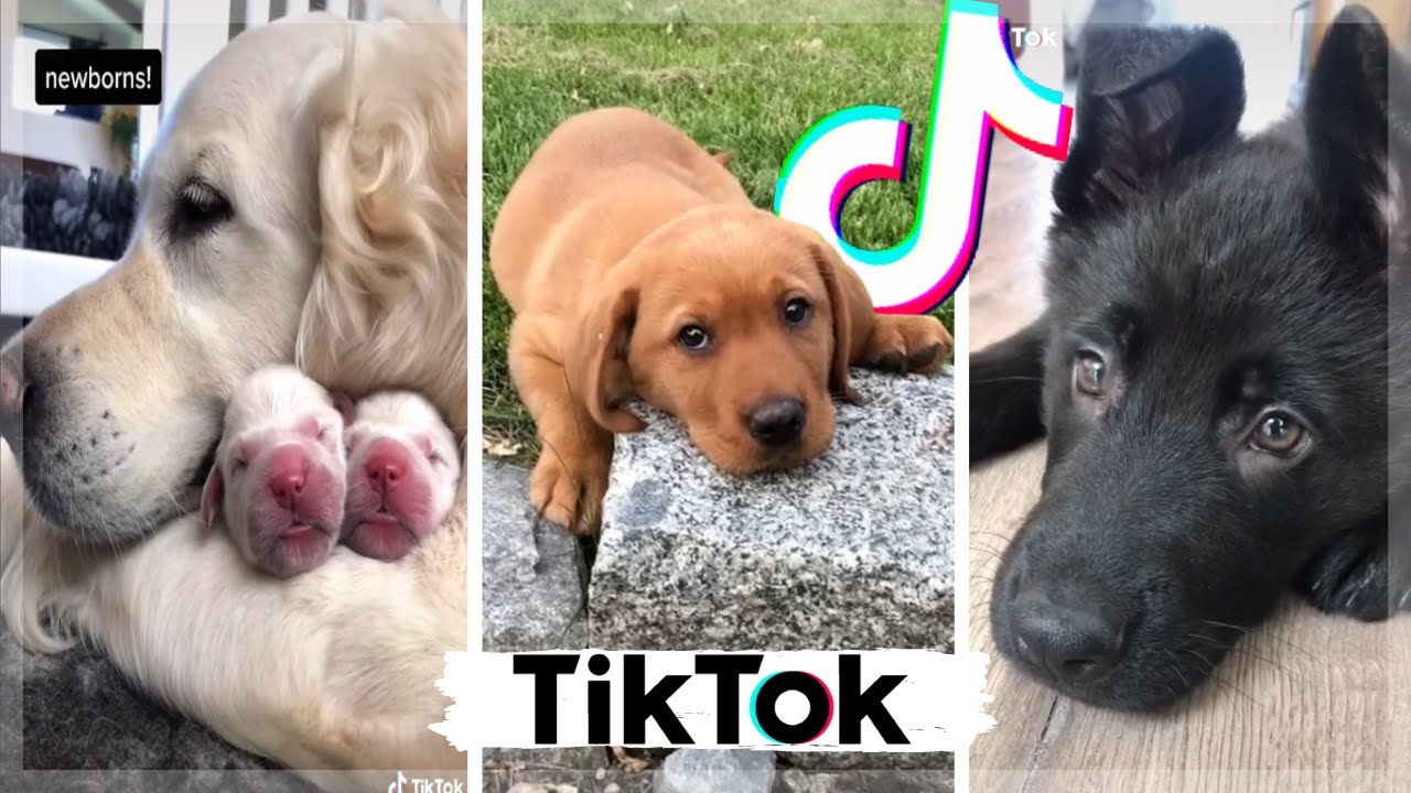 Funny Dogs of TikTok ~ Cutest Puppies Compilation ~ The Dog Squad