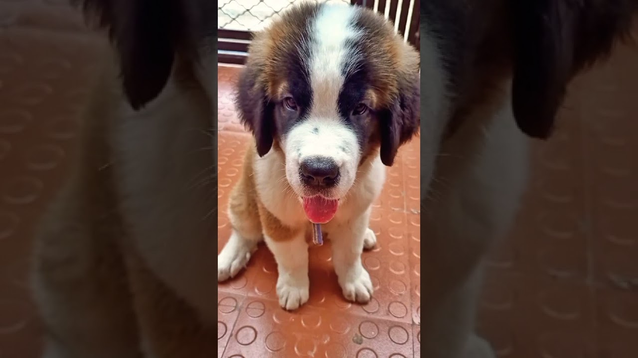 my cute puppy name laaluu,#shorts #viral #video #dogcare