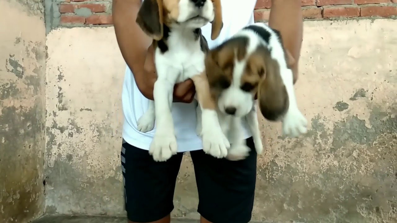 Dog’s care-Beagle male puppies  available for new homes