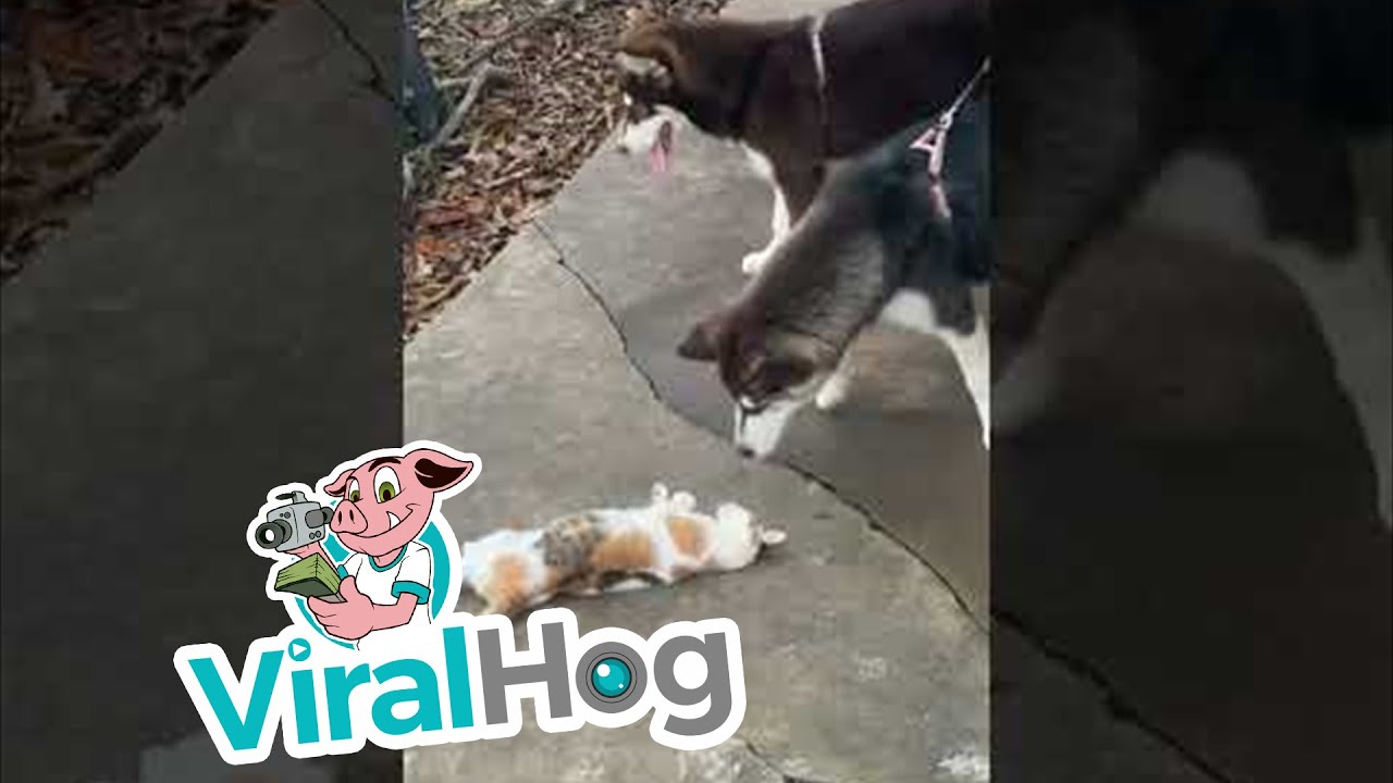 Cat Teases Leashed Puppies || ViralHog