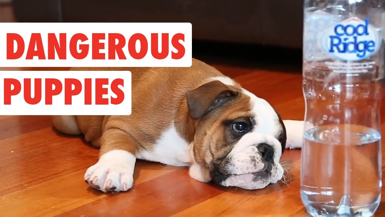 Dangerous Puppies | Cute Dog Video Compilation 2017