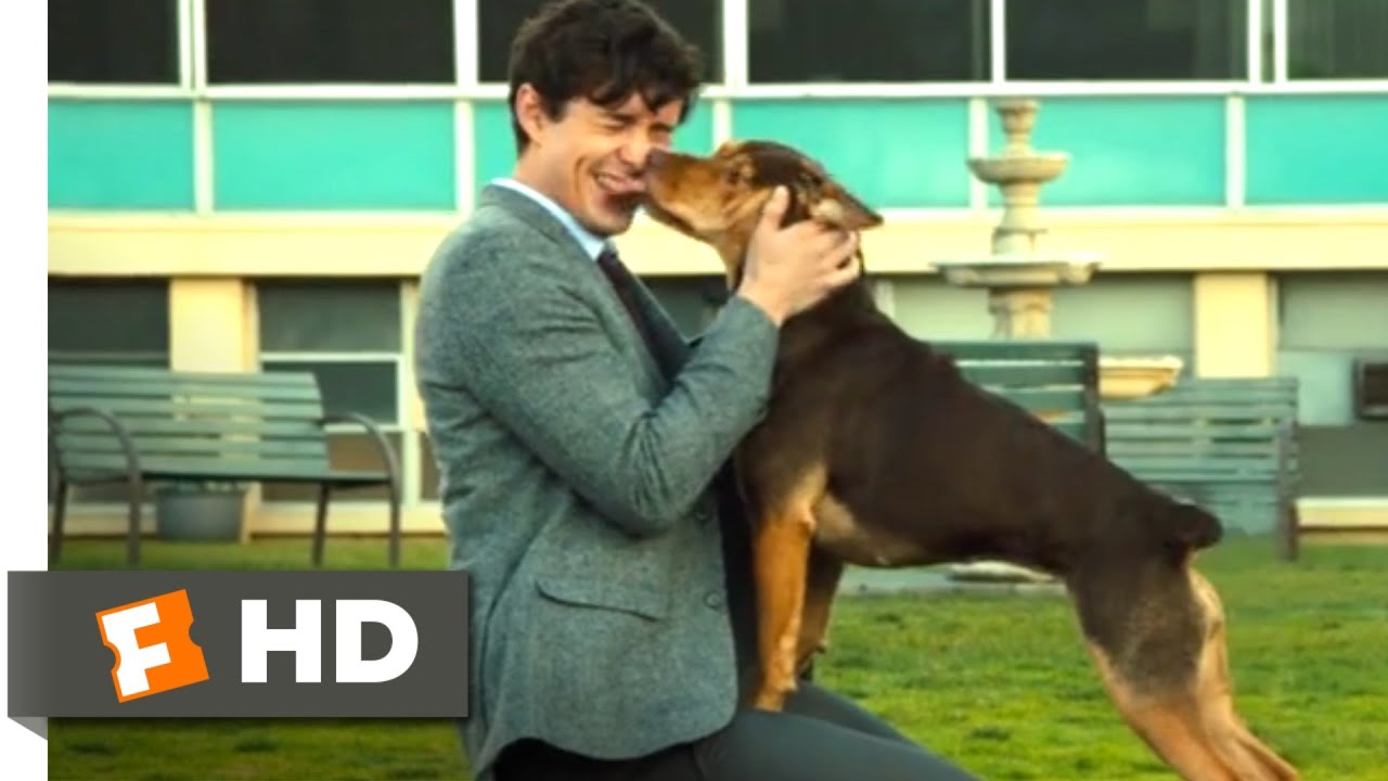 A Dog’s Way Home (2018) – Finding Her Human Scene (9/10) | Movieclips